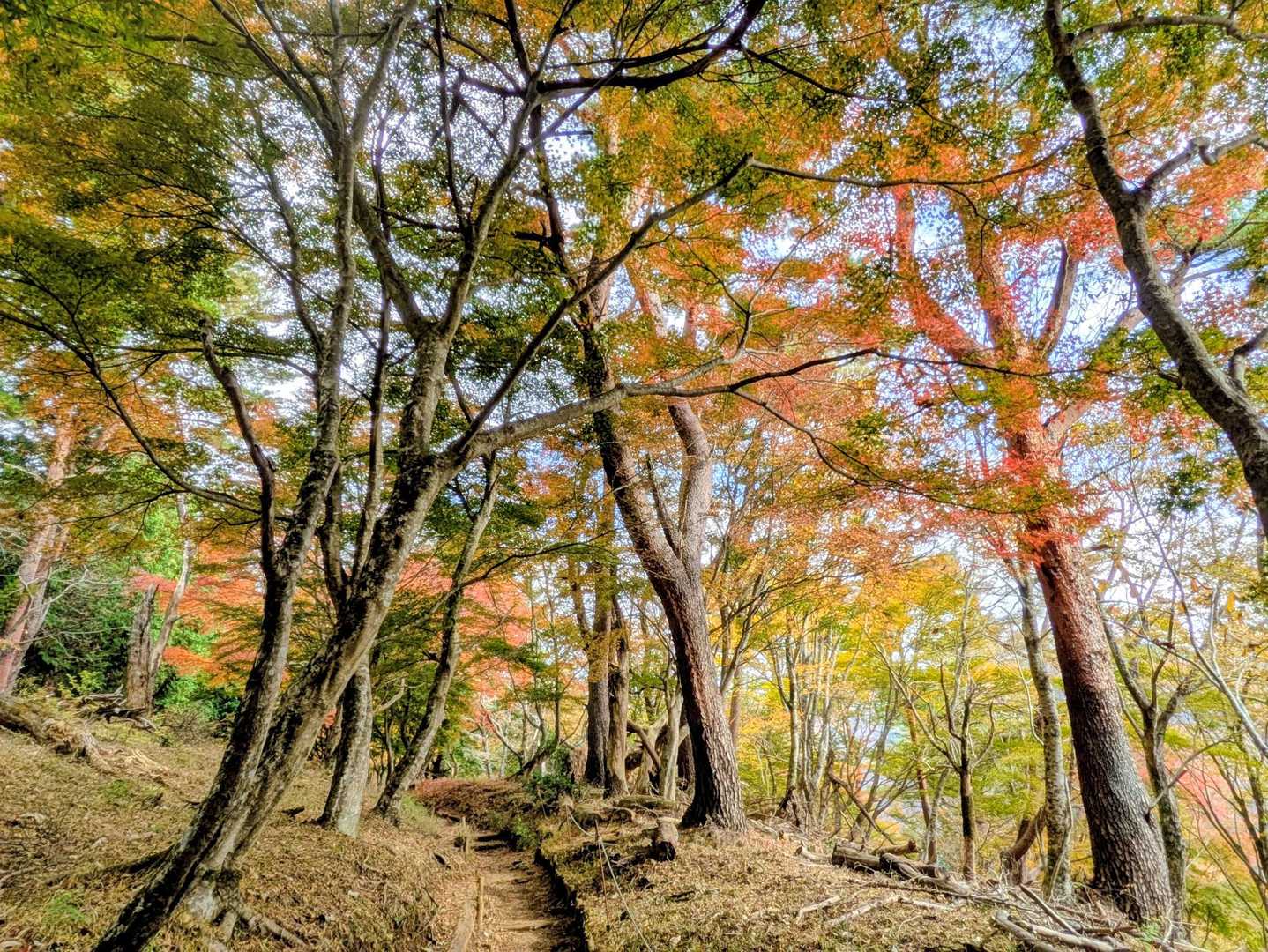 登りはしんどいですが、
上ばかり見て歩いてます。