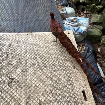 トトト…
彼これ 7.8分くらい
先導されてます。