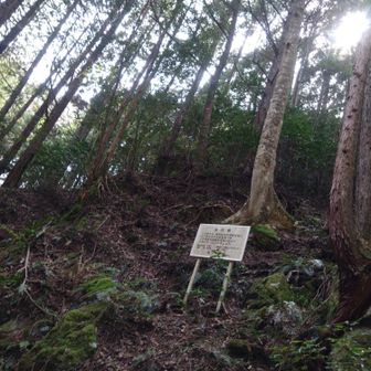 保存樹の看板🪧？