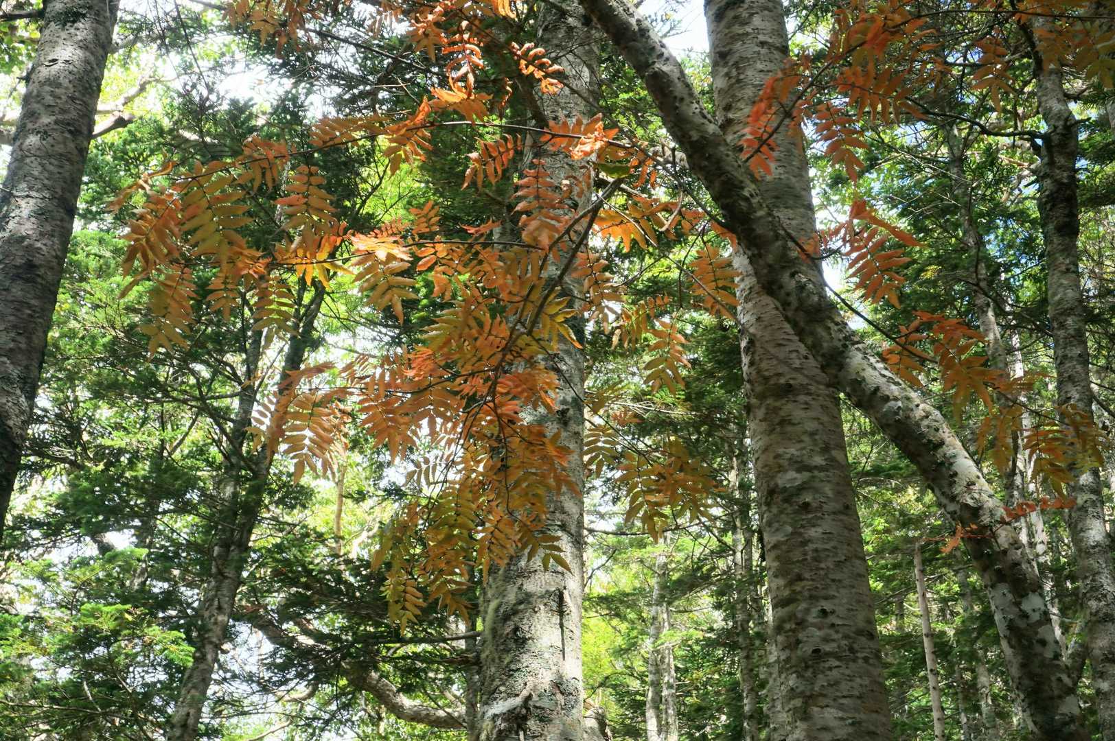 フライング紅葉