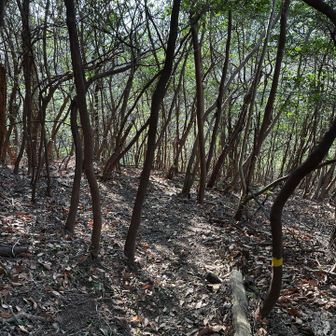 銀峰ピークを過ぎた辺りから折り返します