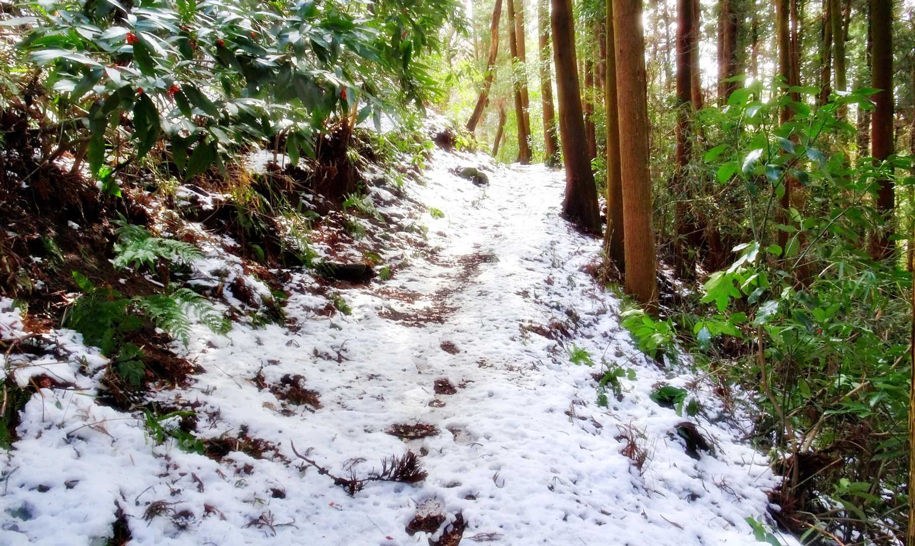 さらに登って行くと・・・
わ～👍
雪道になっちゃった😃
ワクワク❤❤
下は桜🌸🌸咲く・・春ですが・・
ここは、まさに・・
🎵なごり雪（イルカ）ですね～🙌
