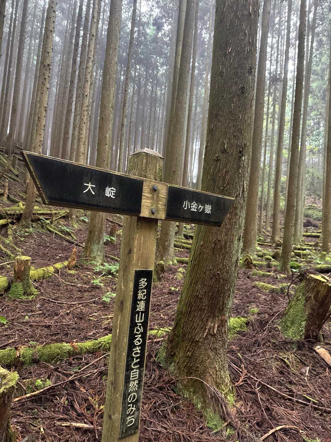 小金ケ嶽へ