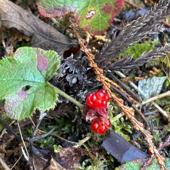 久しぶりの山歩き😀さっそく瑞々しい🍓ちゃん
