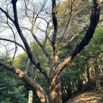 大山桜も、、😢