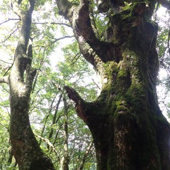 すごい立派な栃の木がでてきた