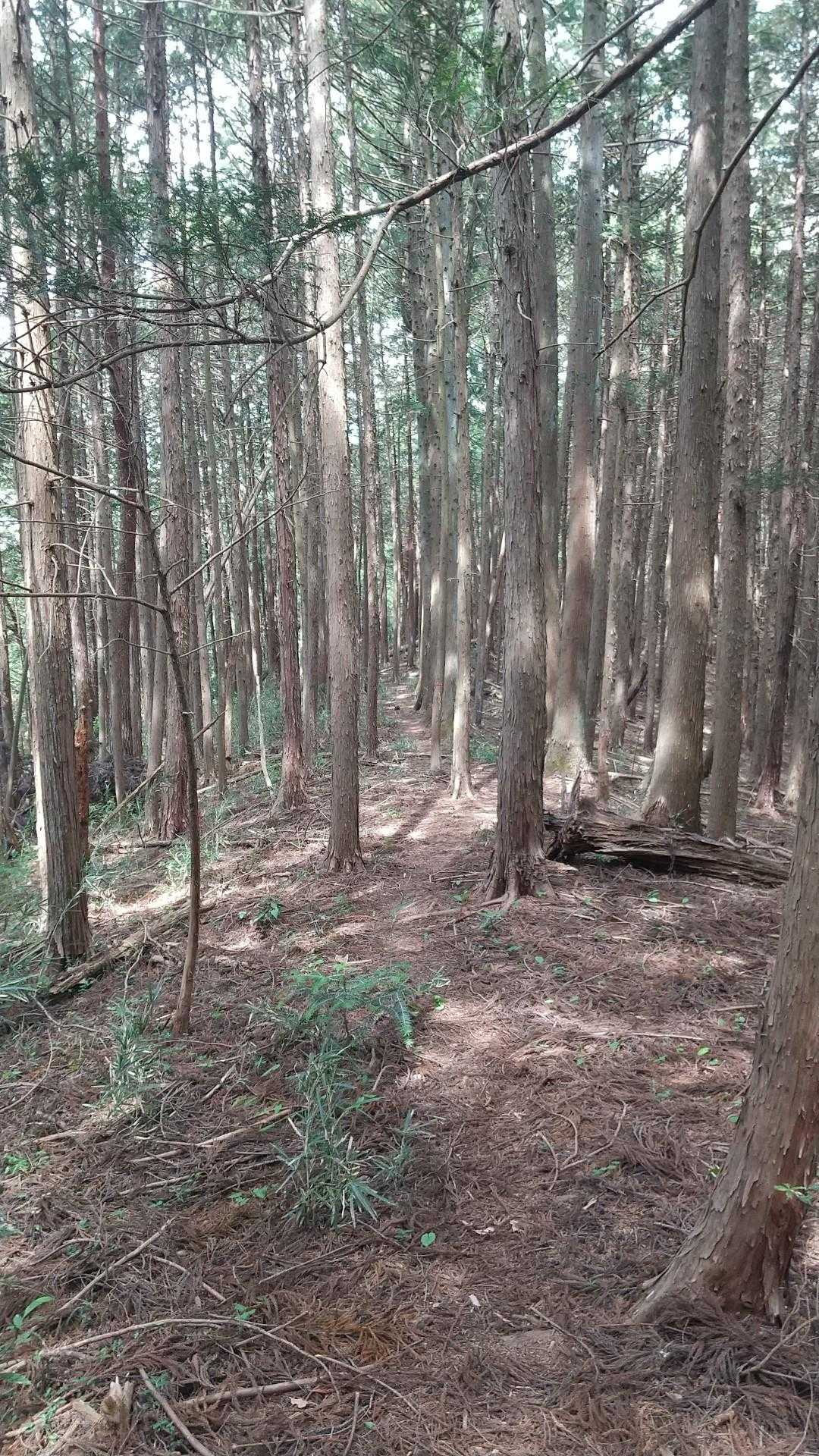 う～んステキ
案内板があったり、階段、ちゃんと山道があるって、実はとても有難いことなんだ❤️