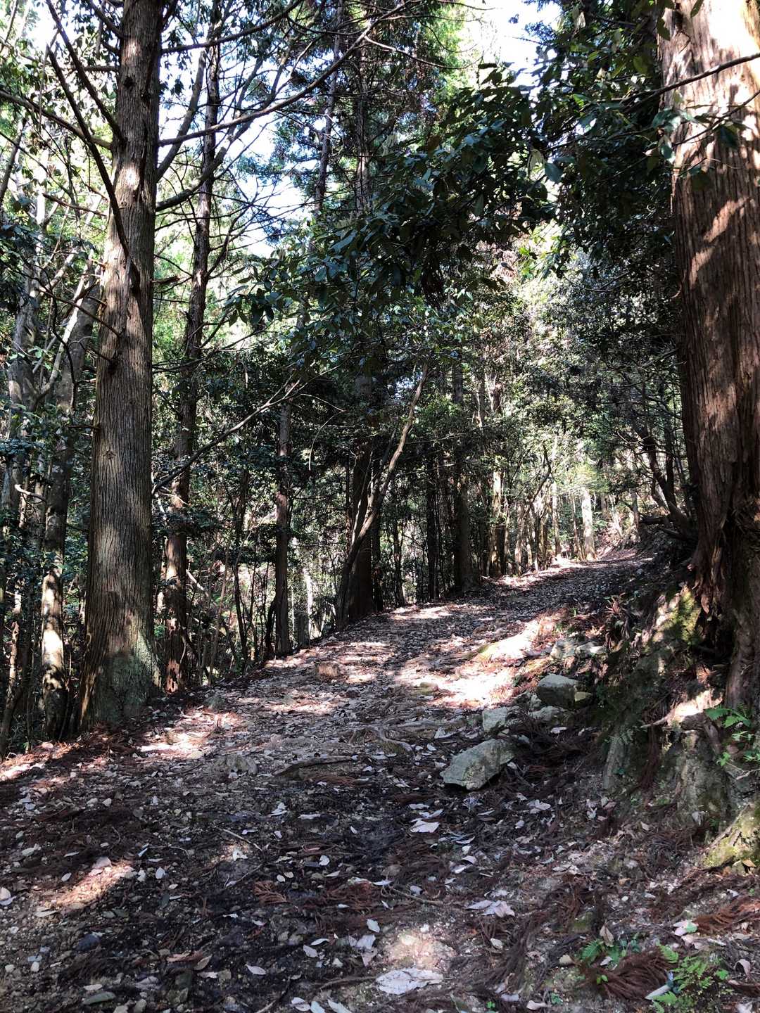 登山道に入りました。ゆるやかな道です