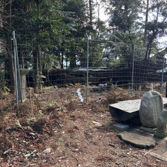 大杉権現社、獣避けフェンスかと思った😓