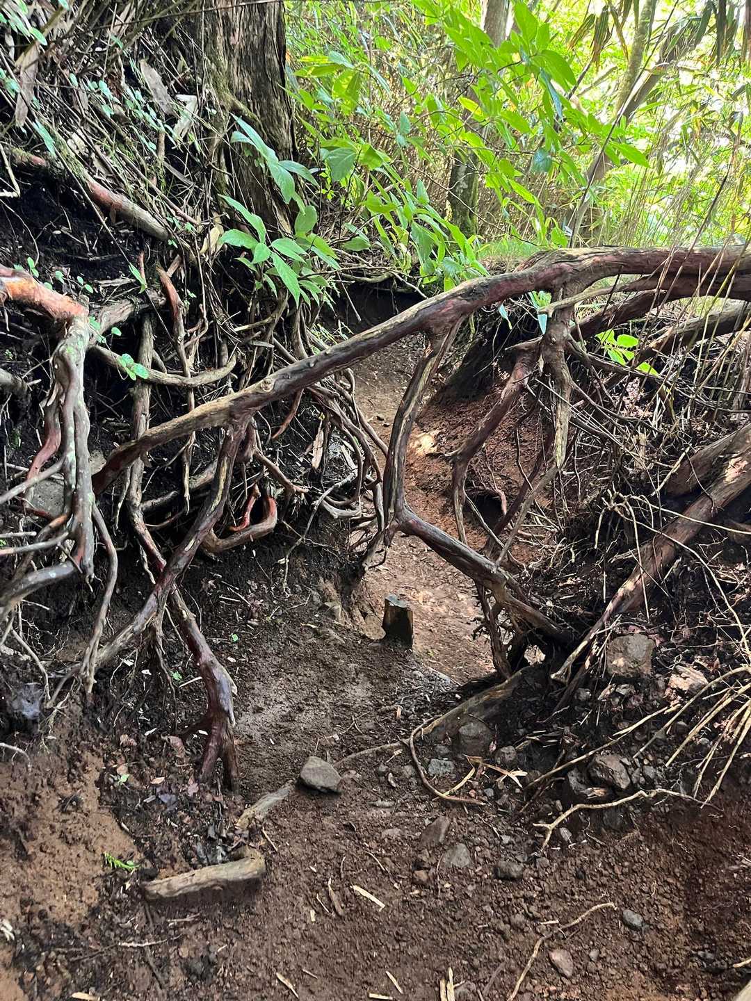 ここは小さな頃パパに登山道だよって冗談で言われて、くぐって通ったところだ！と娘。
それって5歳の時だから6年前。
よく覚えているねえ