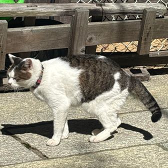 アイドル猫　フクちゃん　カワユスカワユス