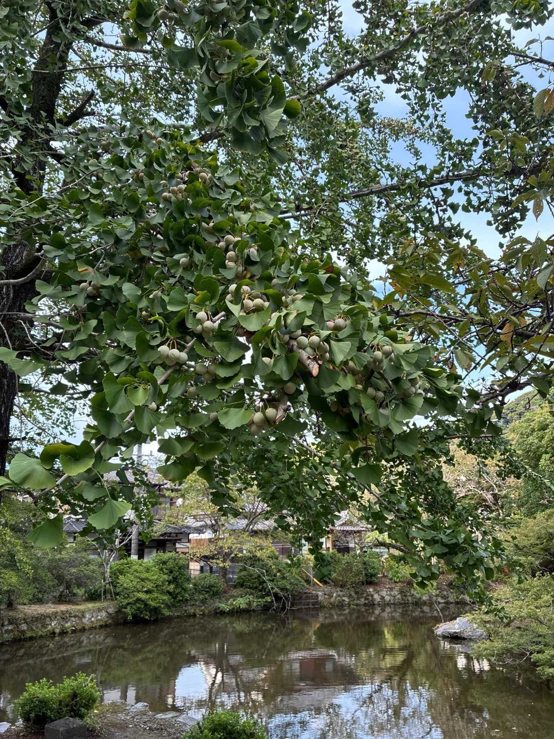 銀杏、鈴なり😊🍂