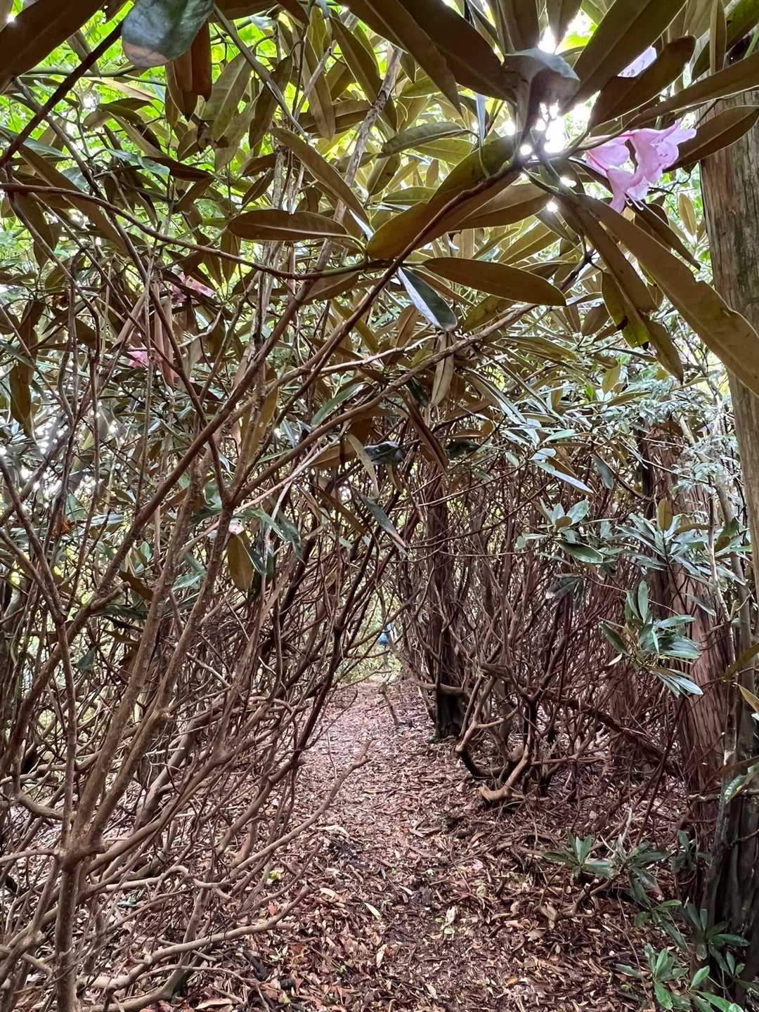 高月山 往復コースの写真