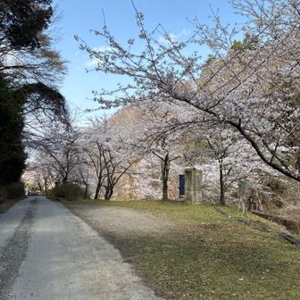 しばし桜を‎(∩´｡•ω•)⊃  ﾄﾞｿﾞﾄﾞｿﾞ（笑）