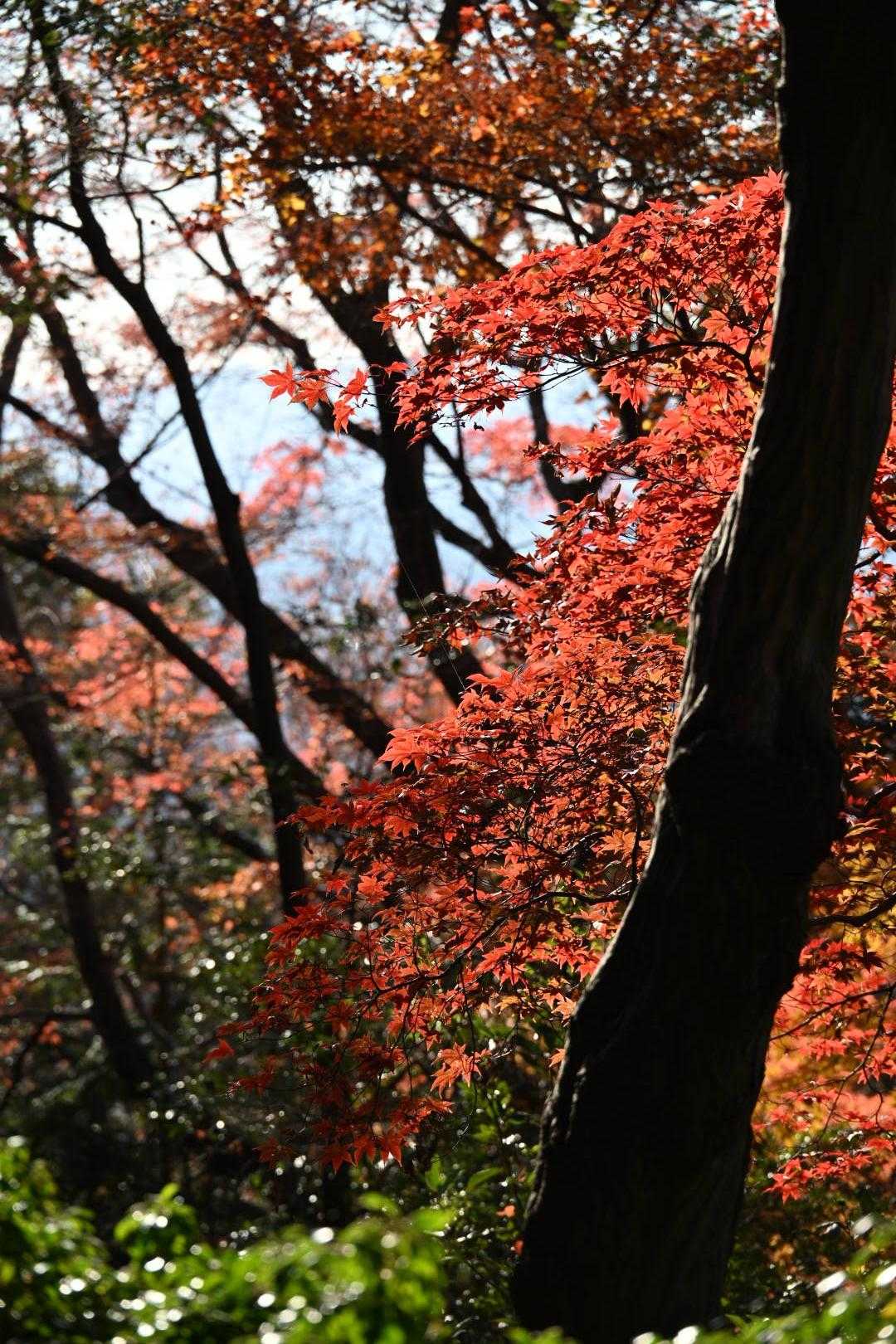 若草山麓バス停-若草山 縦走コースの写真
