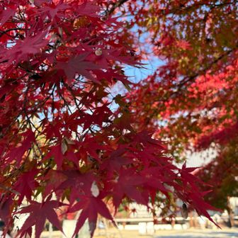 その色に癒されます