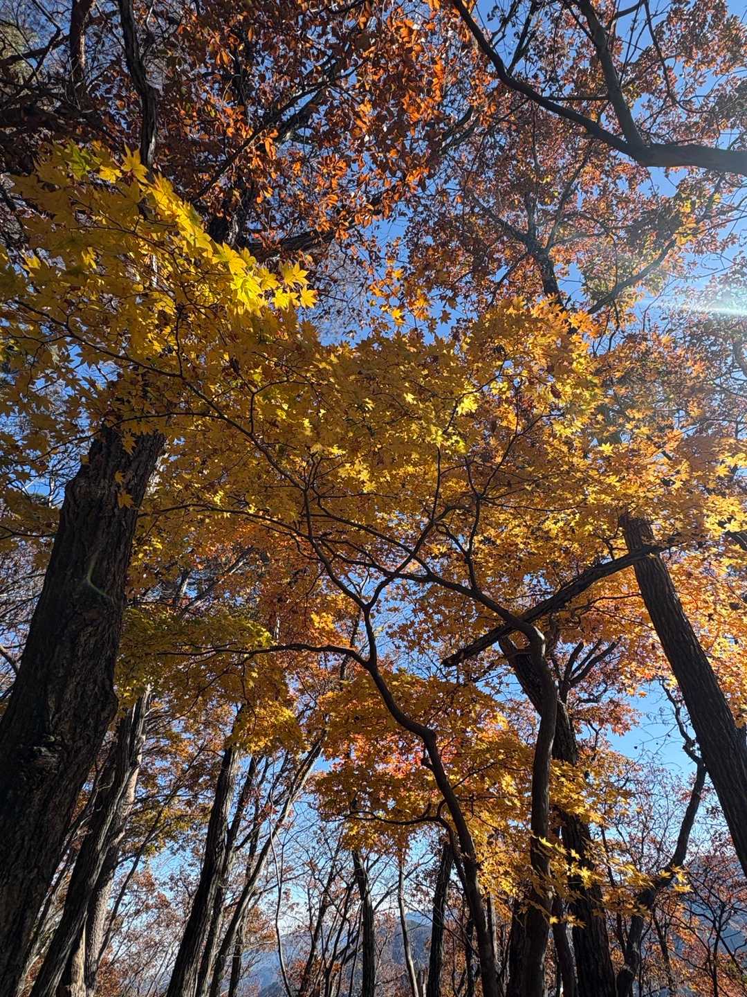 💛🍁