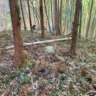 折角なので本殿裏にある東金砂山（481m）の山頂へ🚩
山頂には相変わらず山頂標識も三角点もありませんでした😢