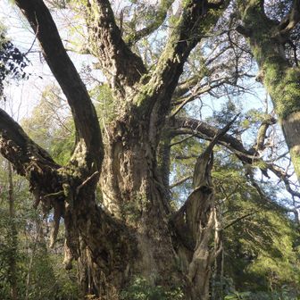 大ケヤキとカヤの木