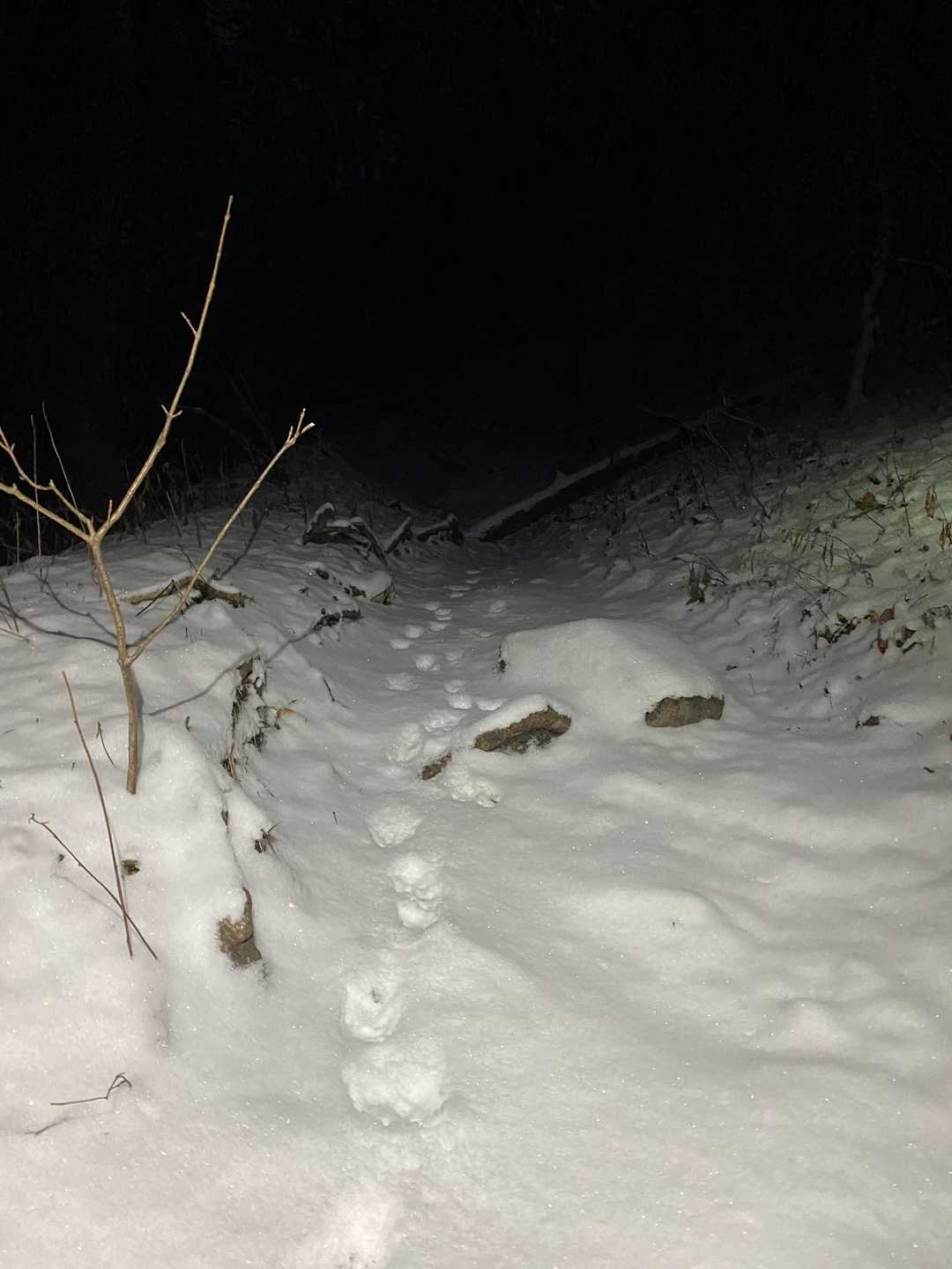 アニマルトレース🐾とずっと一緒でした。

ぴょんぴょんの　足跡たどる　雪の山
　　　　　　　　　　　　　　byツレ
