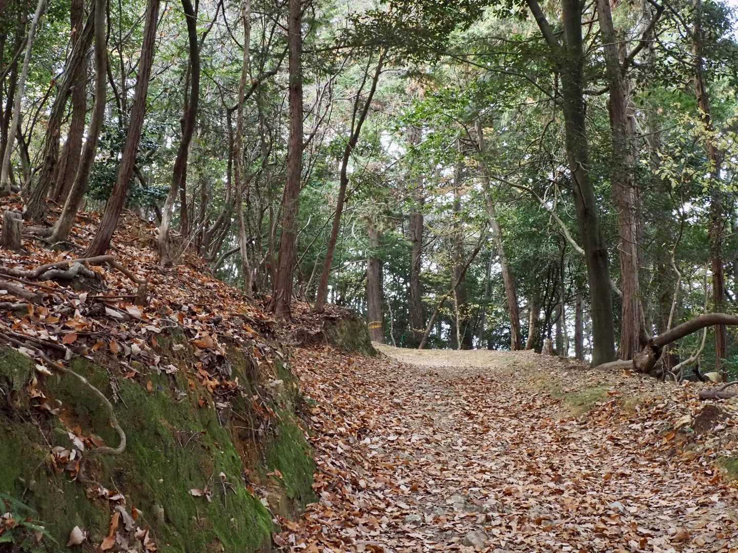このあたり、すっかり落葉しています🍂