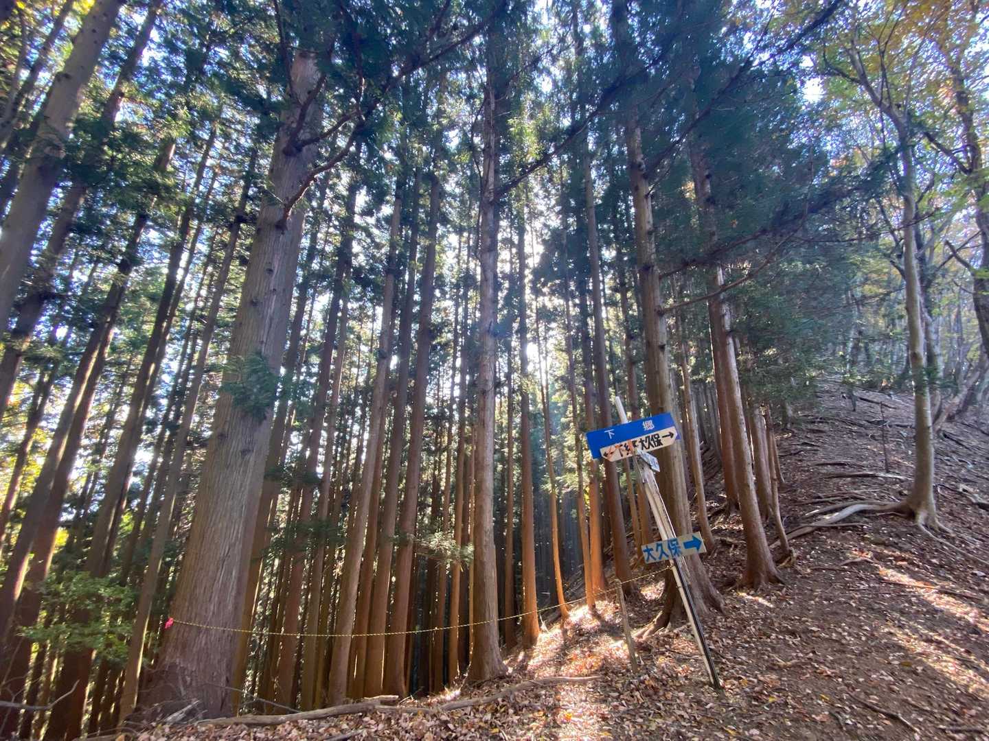 気持ちの良い山道です🙆‍♀️
