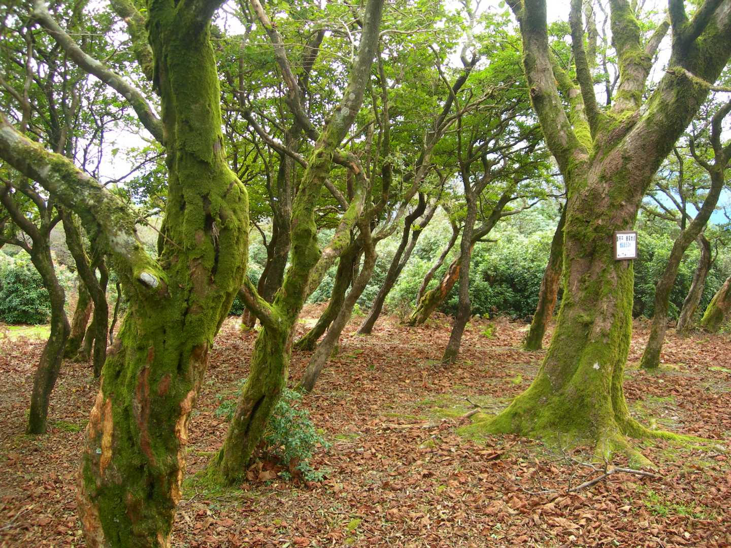 安楽峠-安楽峠登山口-臼杵ヶ岳-小太郎峠-船石-御所平 往復コースの写真