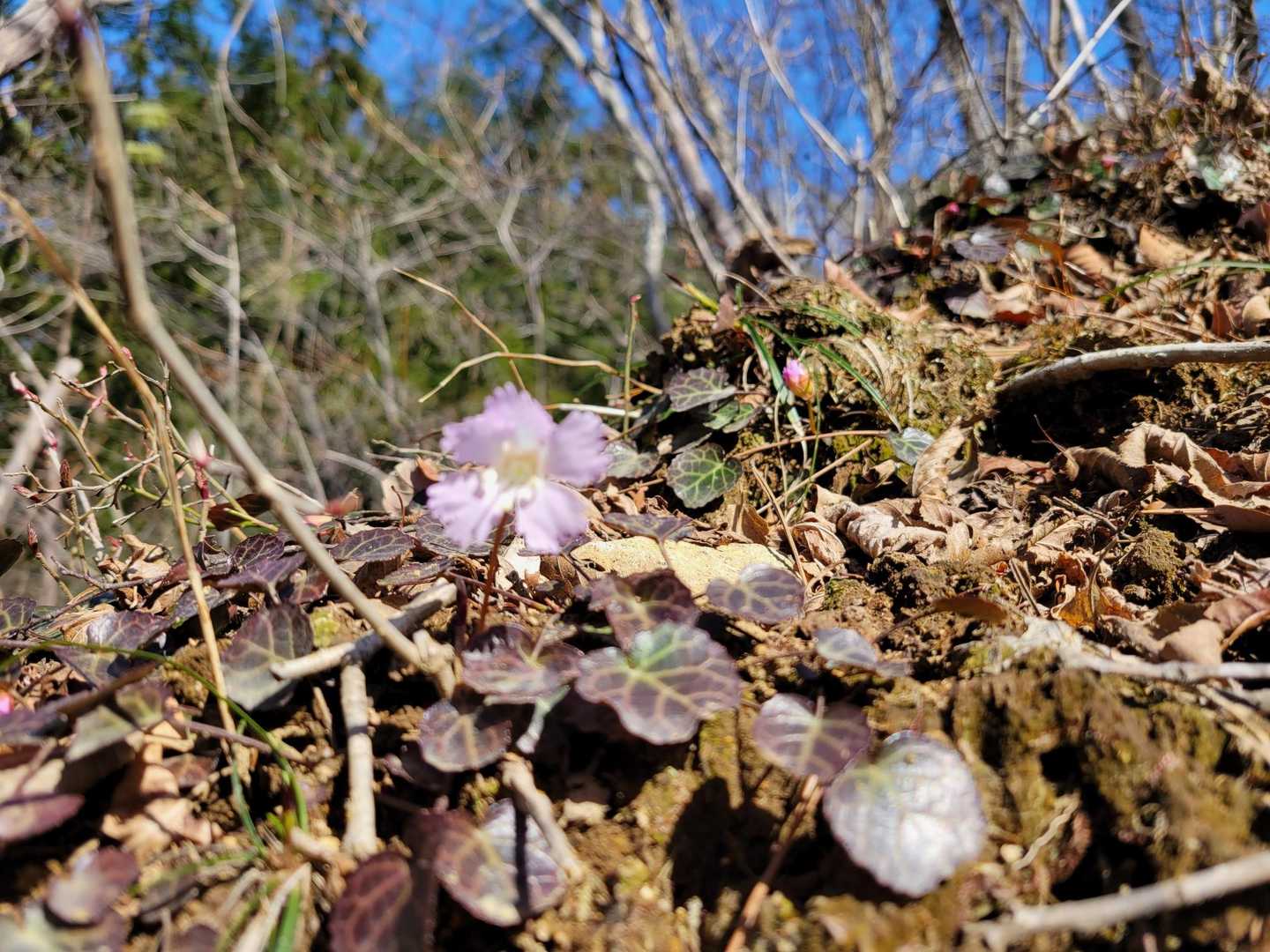 西風蕃山 往復コースの写真