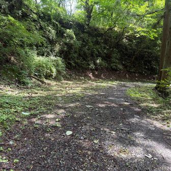 ここから林道