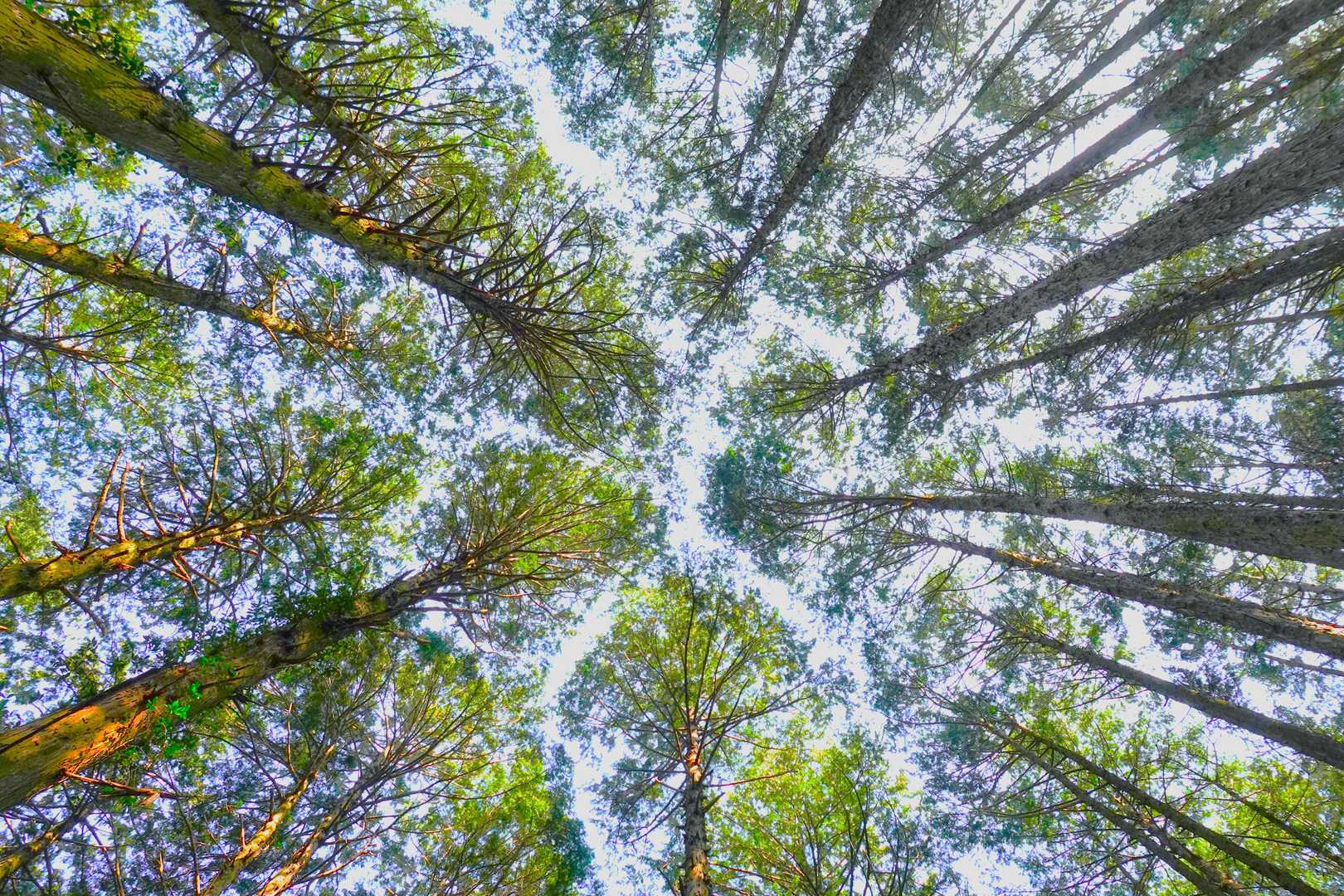 腕扱山-西登山口-風切山 周回コースの写真