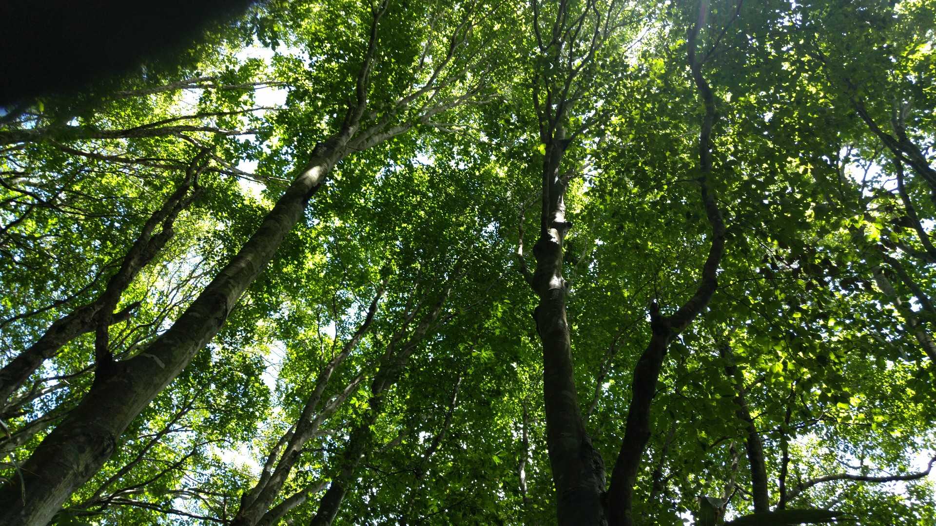 ブナの樹の中を歩くので涼しい～