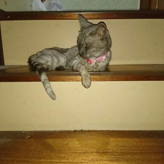 にゃんこ侍🐈️