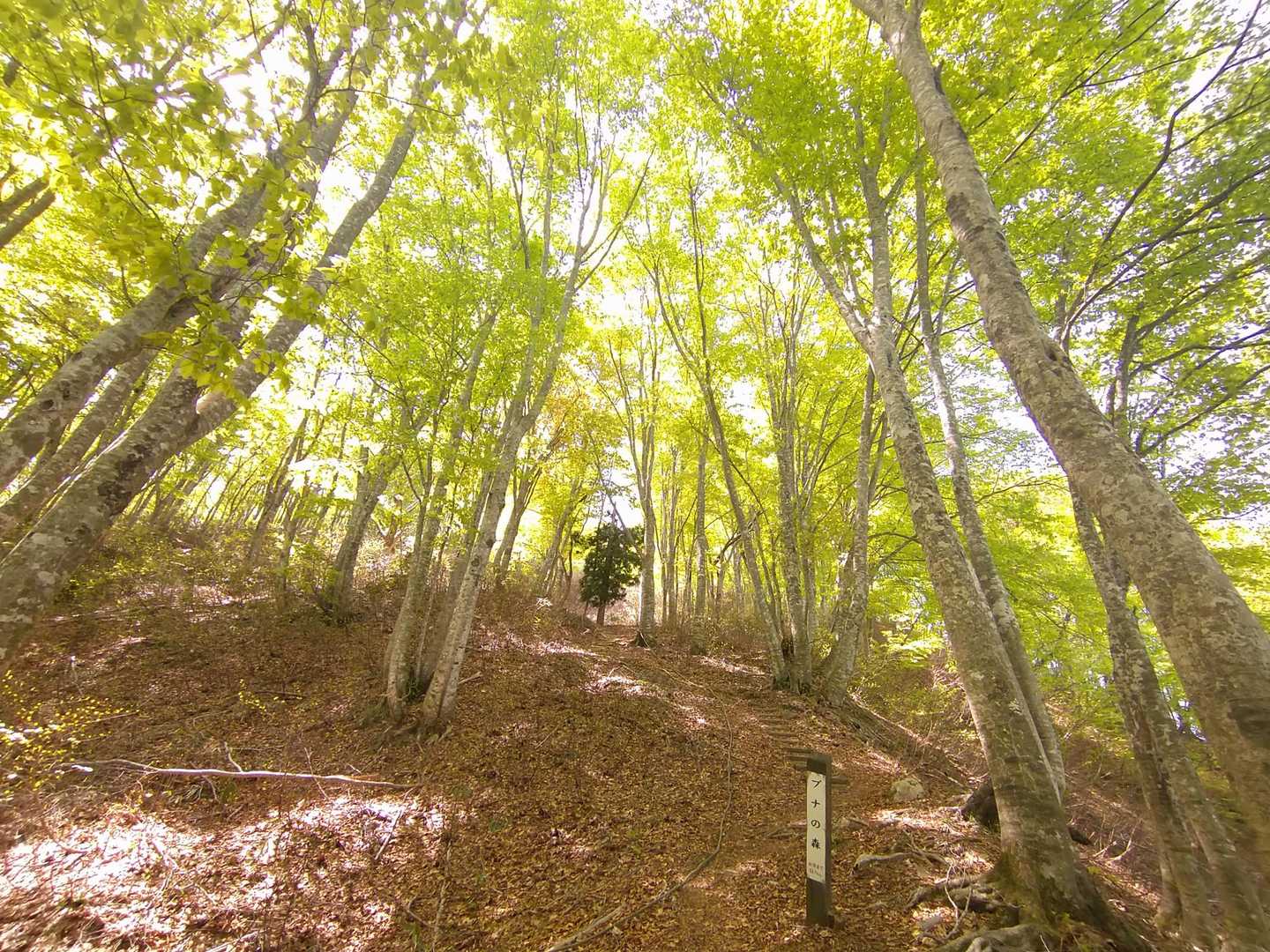 【ブナの森】の標柱！
真ん中に緑の🌲✨