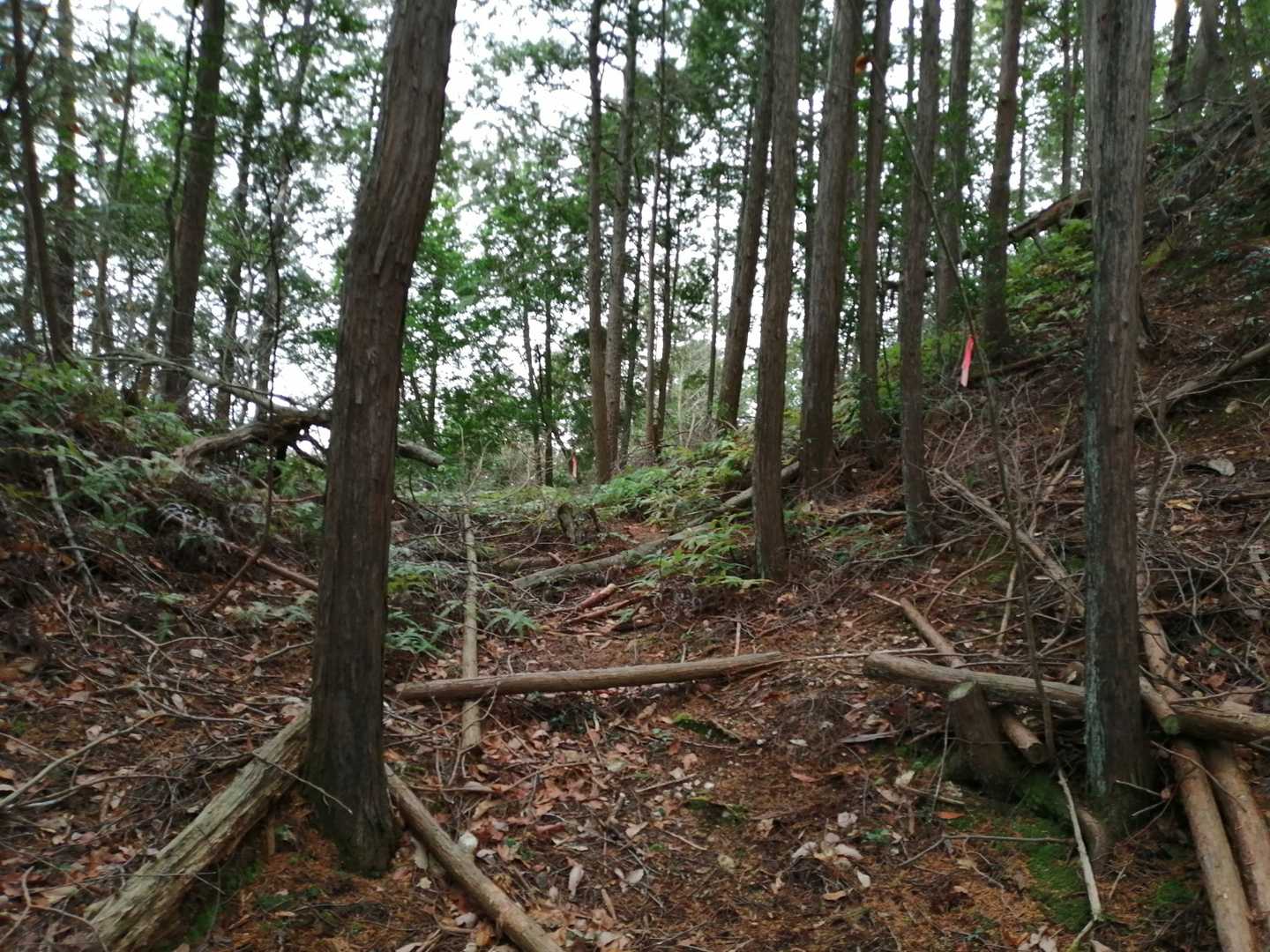山頂手前に堀切！?
結構深いです😃