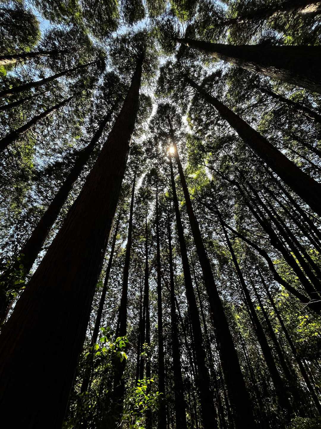 頭巾山登山口-頭巾山-三郡山-つき谷B登山口 周回コースの写真