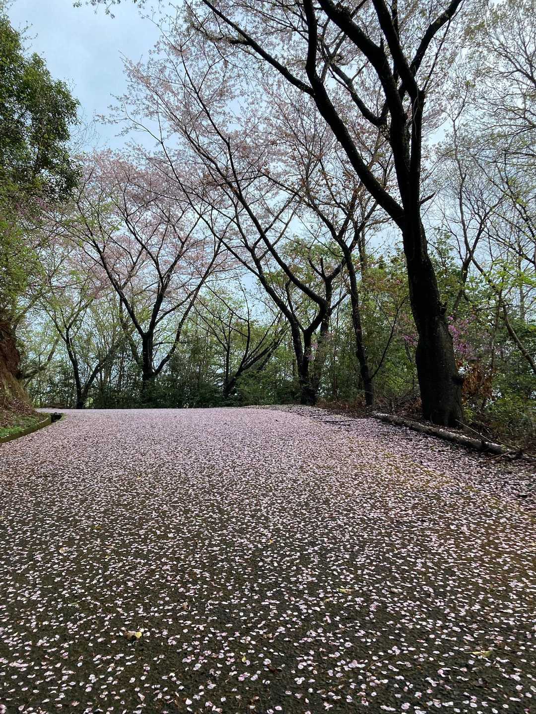 甘南備山 往復コースの写真