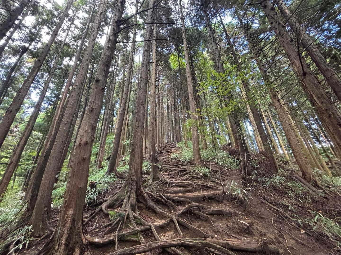 木の根を登ります。