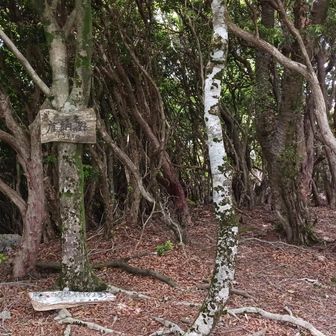 はい、標高1544m「鹿納の野」
かののののののの山頂です。

「の」が多くて山名が読みにくいよね。

え？多過ぎる？💧
んー、こんなもんじゃね？
かのののののののののうちでしょｗ