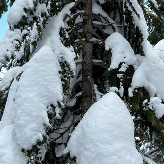 ガイコツの胸💀