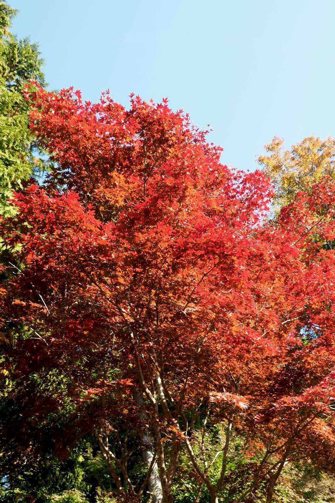 早速紅葉🍁が迎えてくれました