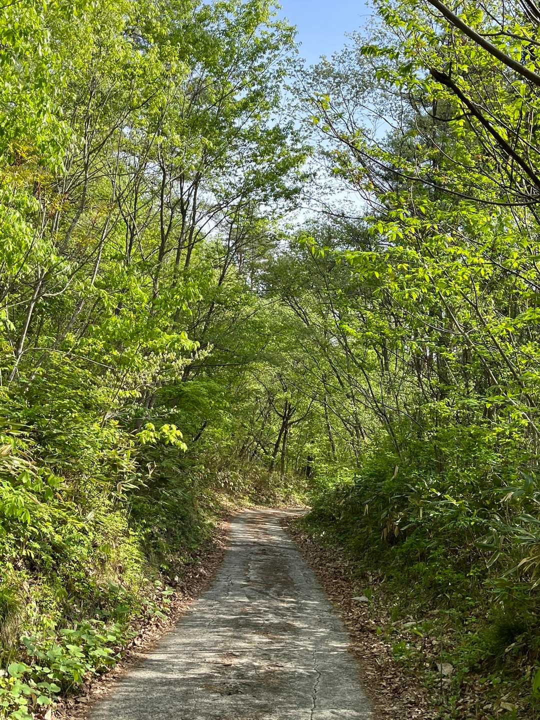 登山口までの林道