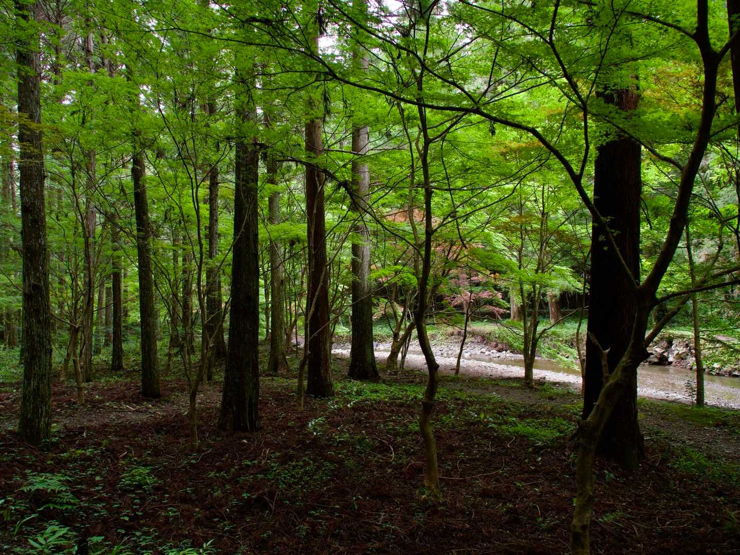 戻ってきた。清流に沿って歩く涼しい道。
最後に小國神社にお参りして登拝をご報告🙏