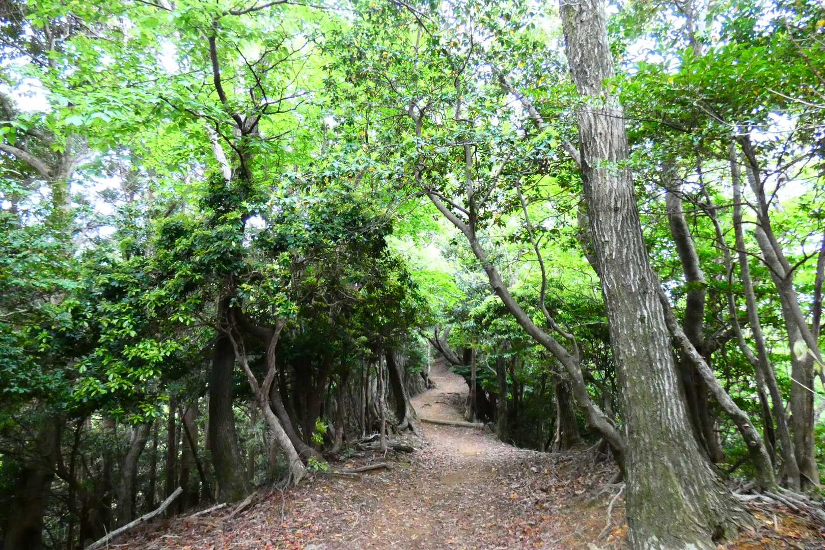 この時期の山の色好きです🌱🌿☘️🍀