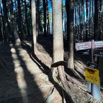 杉林は寒かったです