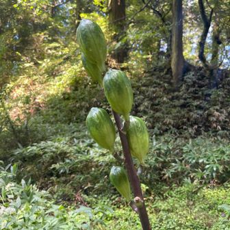 オオウバユリの果実らしい