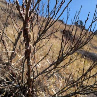 ふっと腰を下ろして休んで見ると目の前にネコヤナギ…明日火傷しないように祈っとくね🙏