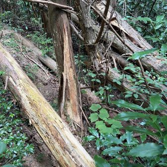 大天上ヶ岳に行くルートにこんな倒木が道を塞いでいたけど、跨いだり括ったりしたらちゃんとコースがあった。