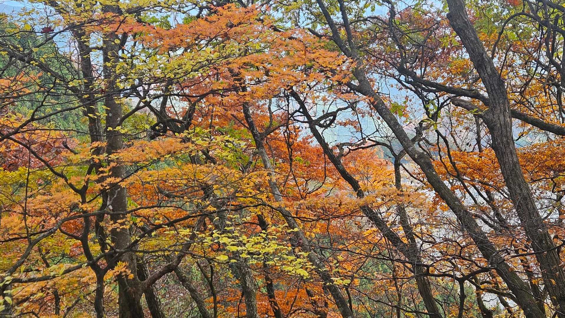 名郷バス停-鳥首峠-天神山-ウノタワ-大持山-妻坂峠 周回コースの写真
