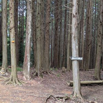 若山山頂⛰️は展望なし