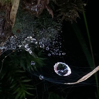 サル友さんが好きな蜘蛛の巣の雫💧